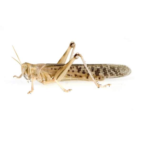 Wüstenheuschrecken, gefroren